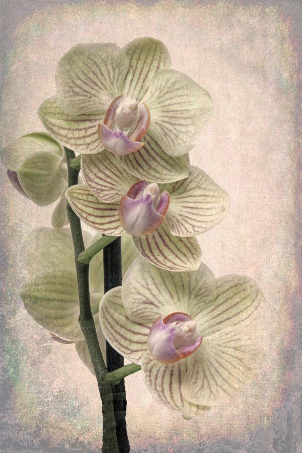 Orchid 3 Print