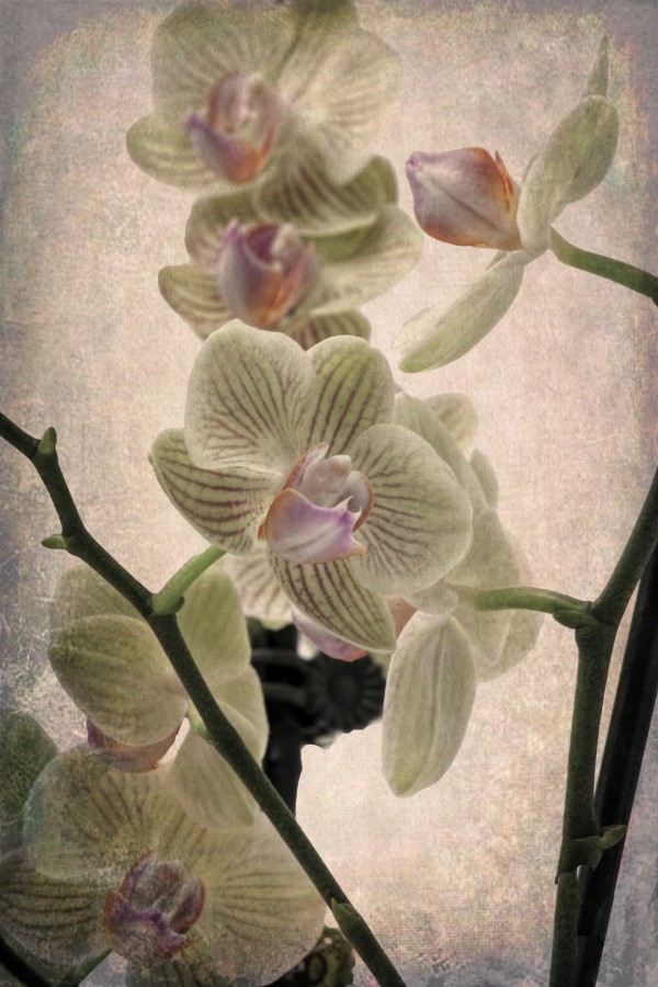 Orchid 4 Print