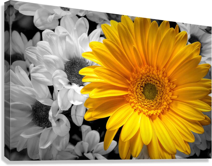 jaune  Canvas Print