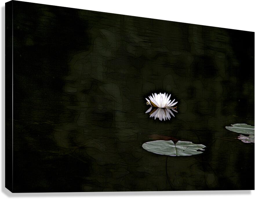 N nuphar Canvas Print