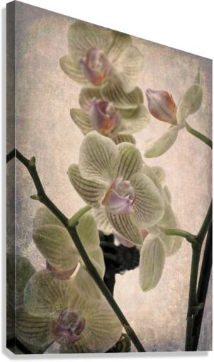 Orchid 4 Canvas Print
