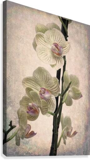 Orchid 2 Canvas Print