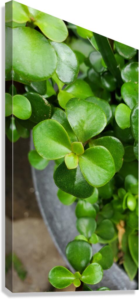 Green Delight Canvas Print