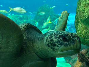 Sea Tortoise