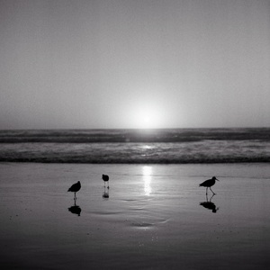 Bird Watcher