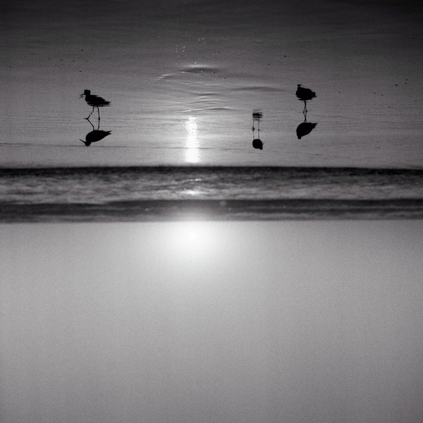 Bird Watcher Print