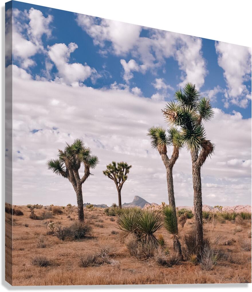 Joshua Canvas Print