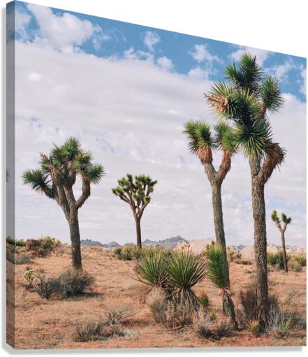 Joshua Tree Canvas Print