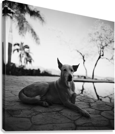 Pool Boy Canvas Print