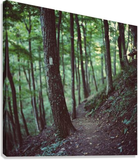 White Blazes Canvas Print