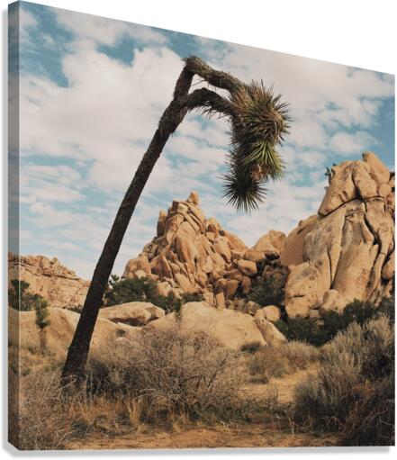 Helplessly Hoping Canvas Print