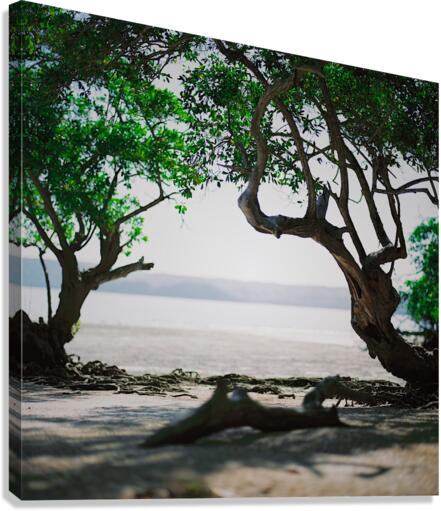 Looking Glass Canvas Print