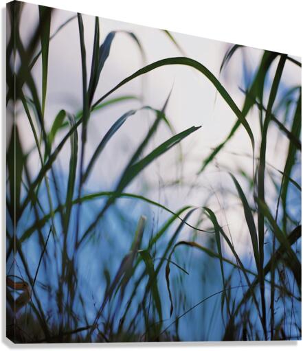 Floating Weeds Canvas Print