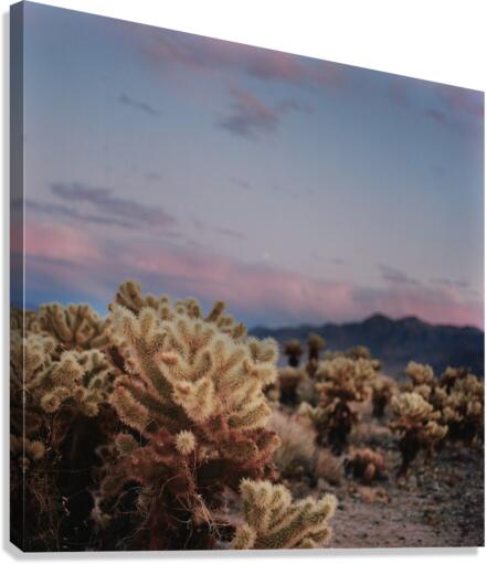 Cholla Forest Canvas Print