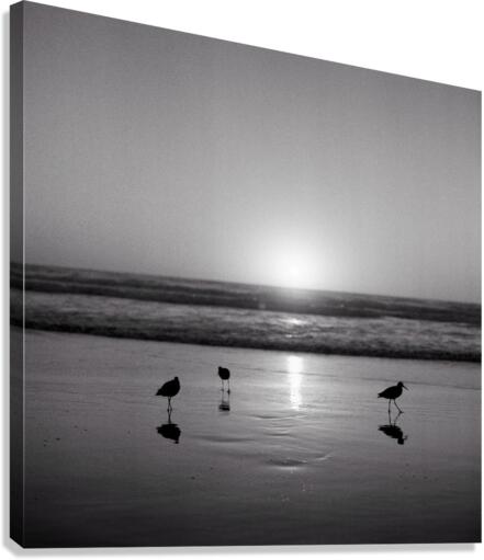 Bird Watcher Canvas Print