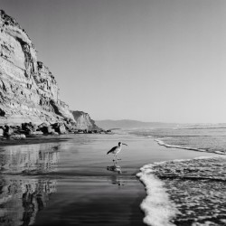 Vagabond - B&W