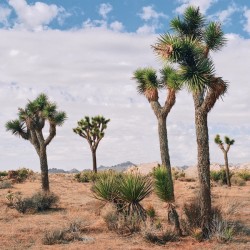 Joshua Tree