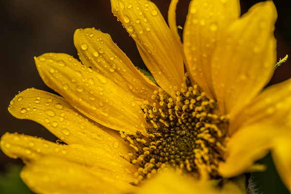 Sunflower by Photography by Steffen