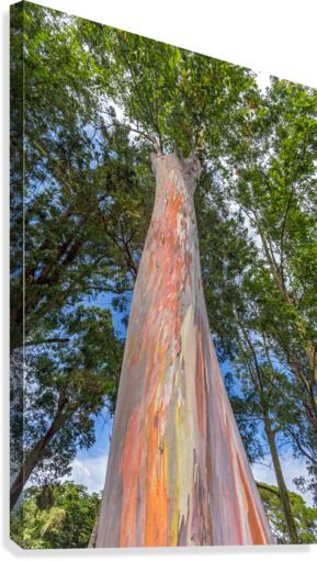 Rainbow Tree Canvas Print