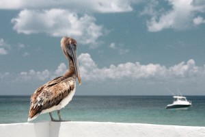 Pelican by the Sea