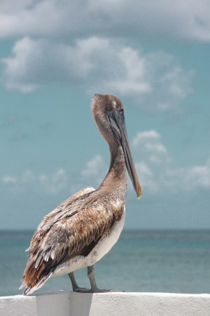 Pelican
