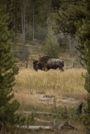 Bison in the woods