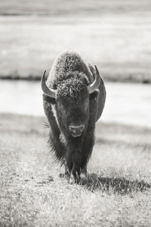 Bison B&W
