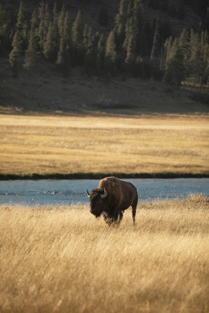 Bison River