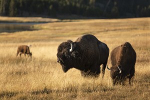 Buffalo Family