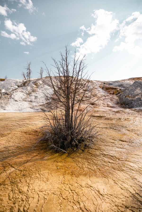 Hot springs Tree Print