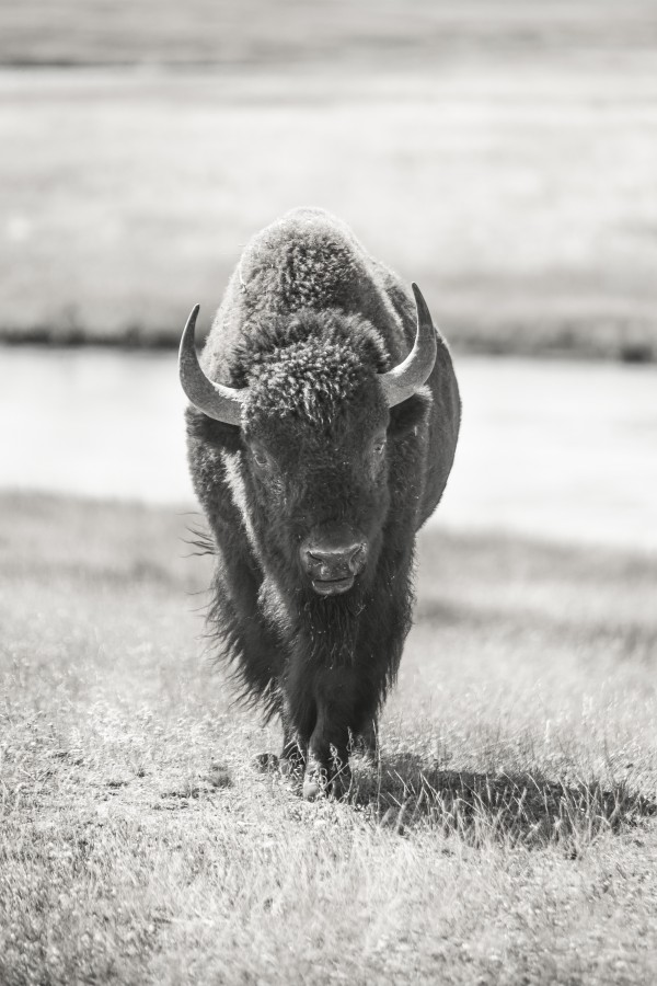 Bison B&W Print