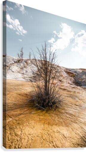Hot springs Tree Canvas Print