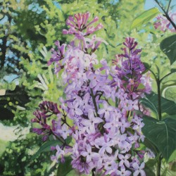 Blooming Lilacs