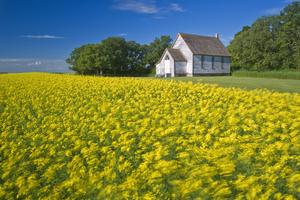Old Church Next to Canola Field