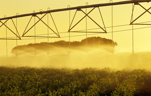 Irrigating Potatoes 