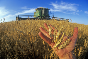 Wheat Harvest