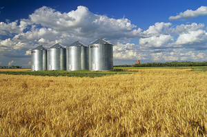 Mature Winter Wheat Field With Grain Bins