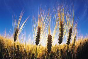 Barley Close-Up