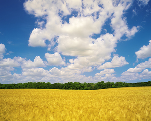Mature Barley Field