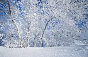 Beauty of Hoarfrost and Winter