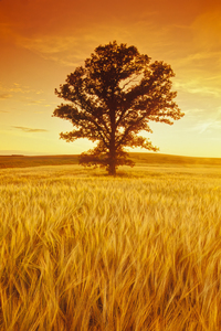 Lone Oak Tree in Barley Field