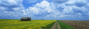 Backroad Through Farmland Panoramic