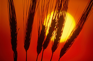 Barley