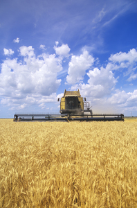 Barley Harvest