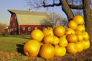 Fall Harvest