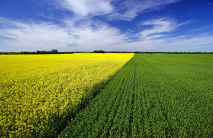 wheat and canola patterns