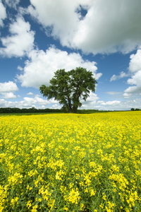 canola field with cottonwood tree