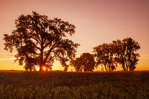 sunrise cottonwood tree