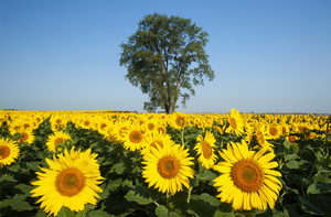 blooming sunflowers in a field with a cottonwood tree