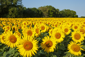 blooming sunflowers in a field 